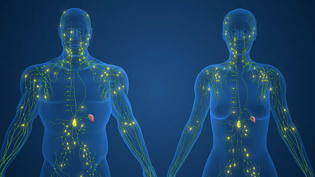 Human lymphatic system diagram